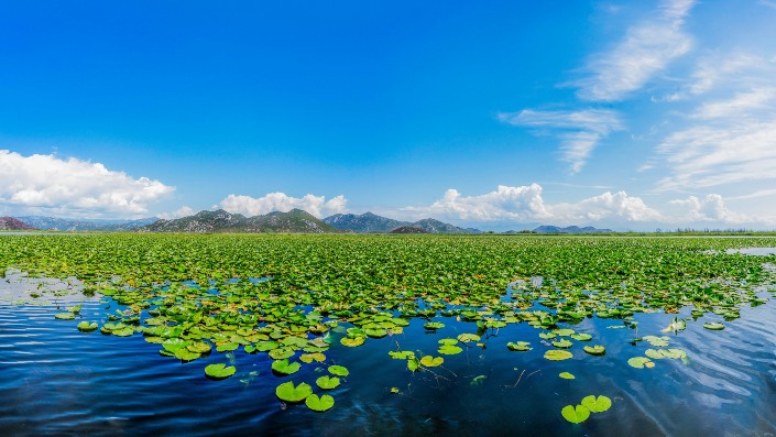 Skadarsko jezero - mirno utočište u prirodi