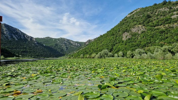 The vegetation and floristic diversity of Lake Skadar Montenegro