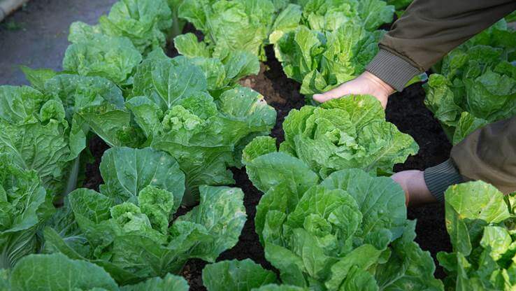 Organically picked and raised traditional food of Montenegro